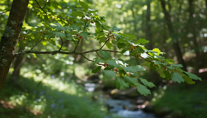 Fototapeta premium A stream runs through a forest with trees and green foliage