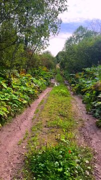 Dirt road surrounded by dense thickets of Heracleum sosnowskyi, or giant hogweed. Road in the forest. Path in the wild. This plant is extremely dangerous. Its sap contains substances that, when in con