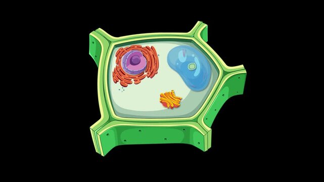 Dynamic motion of plant cell organelles in detailed animation, illustrating ribosomes within magnified cellular structure.