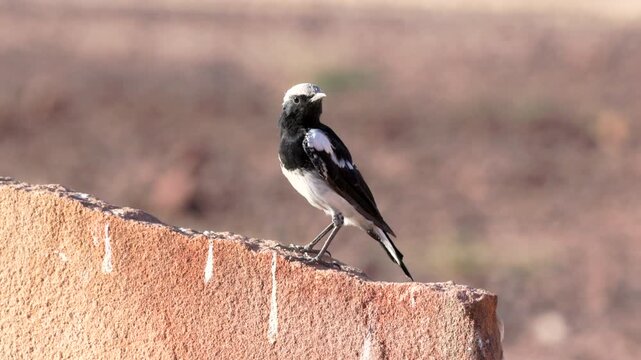 a slow motion clip of a male mountain chat perching on a boulder at twyfelfontein in namibia, africa