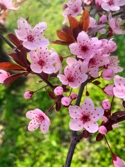 cherry blossoms in the garden © Lesia