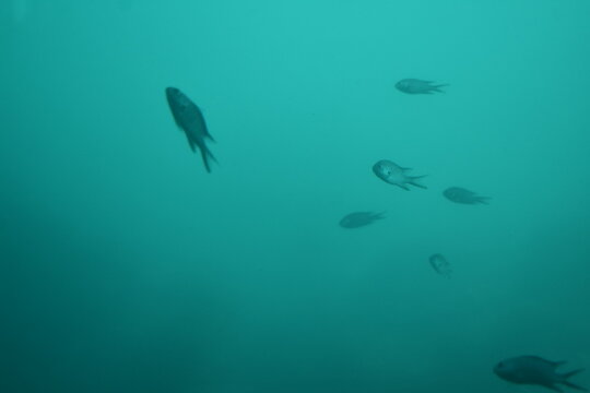 かつうら海中公園