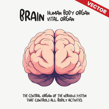 Human Brain Front View Vector Illustration Central Nervous System Vital Organ For Medical Science Neurology Psychology Healthcare Education Anatomical Graphic Design Isolated On White