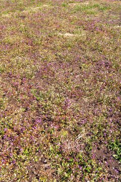 春の朝の近郊のホトケノザと薺の咲く休耕地風景
