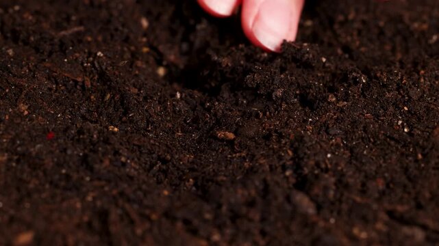 Woman hands planting sunflower seeds in fertile dark soil and watering with red spray bottle close up.