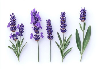 Fototapeta premium five lavender sprigs with purple blooms and green leaves on white background, serene and calming