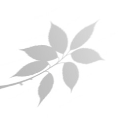 Fototapeta premium Natural Shadow of Leaves without Background