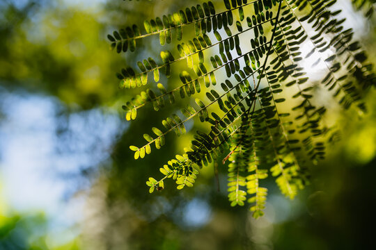 Tropical coastal plant in Mauritius nature.