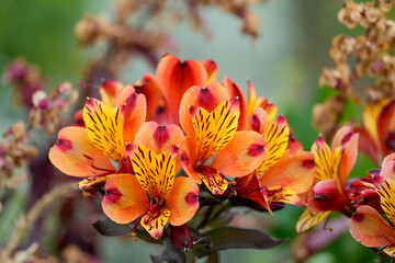 Flowers of the Golden Peruvian Lily. Close-up of the flowering plant. Alstroemeria aurea.  © Elly Miller
