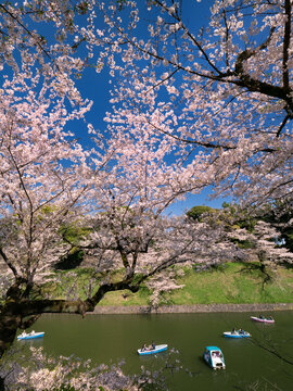 千鳥ヶ淵のサクラ並木　東京都