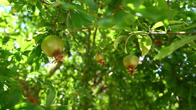 Ripening green pomegranates on tree in farm. Agriculture concept, organic fruit plantation in Mediterranean garden, exotic farming and summer harvest, Punica granatum growth