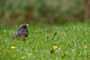 Fototapeta premium Common starling standing on grass