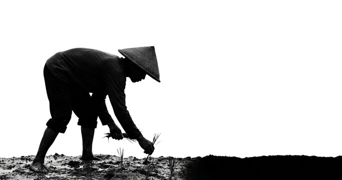 silhouette of a man planting