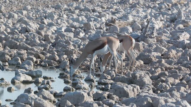 a pair of springbok drink from okaukuejo waterhole of etosha national park in namibia, africa