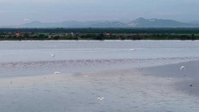 Aerial view of white egrets flying over Sungai Udang mudflats and estuary.