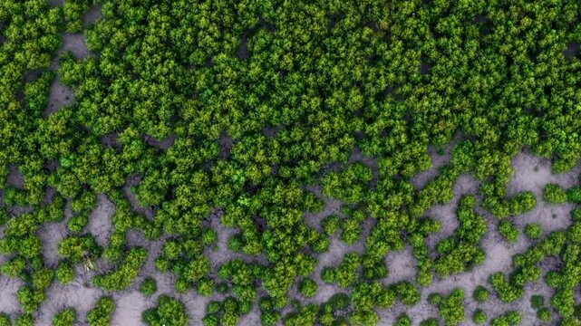 Top-down aerial footage of mangrove forest with exposed mud and dense green canopy.