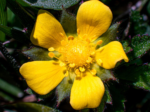 mock strawberry flower in virginia beach garden 