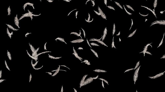 White soft feathers falling on black background