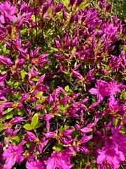 Fototapeta premium Abundant Pink Azalea Bush Background, Springtime Floral Landscape with Vibrant Blossoms