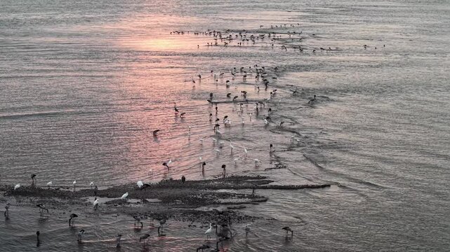 Aerial shot of Asian openbill storks and wading birds feeding on coastal mudflats at low tide.