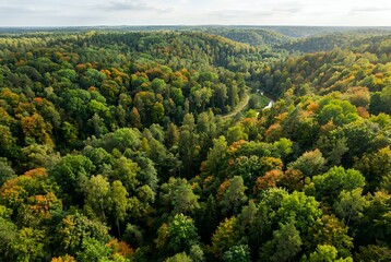 Obraz premium Autumn forest aerial view with fall foliage and dense woods