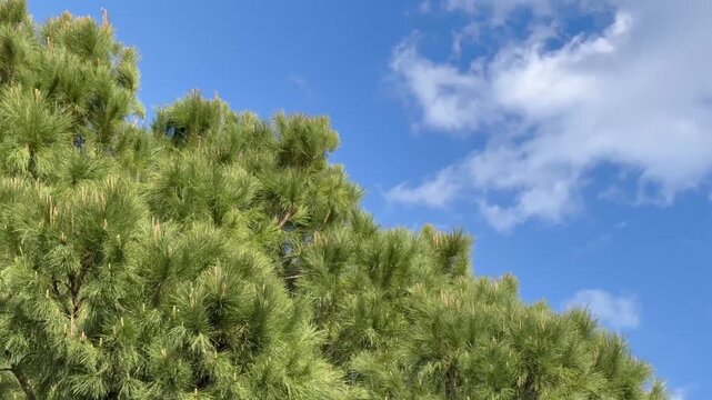 Dense green pine needles on branches fill the corner of the frame. Bright blue sky with soft white clouds on the right. Windy weather causes visible movement in the foliage