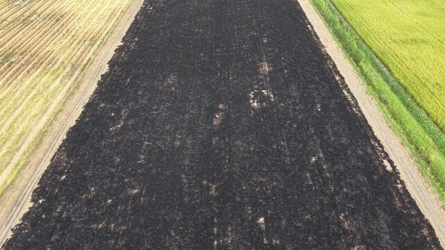 Aerial drone view of paddy field after straw burning