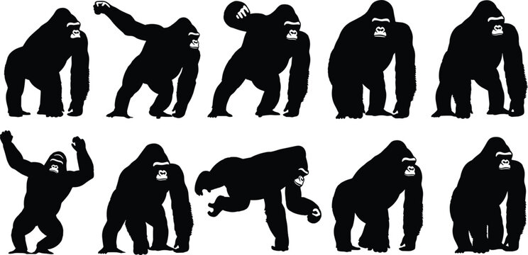 Gorilla silhouettes vector set featuring different poses of strong primate animals, wildlife icons isolated for nature, zoo and design use