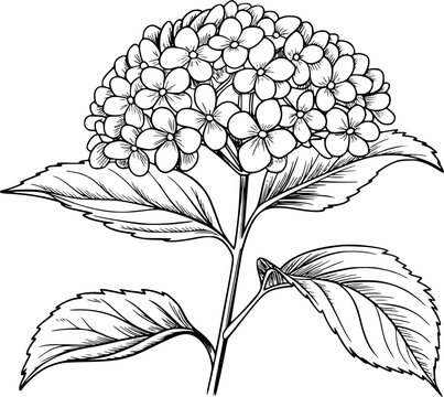 Detailed black and white line of a hydrangea flower with leaves white background