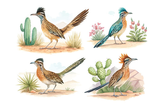 set of Watercolor Roadrunner Bird, Desert Bird Clipart vector illustration isolated on white background