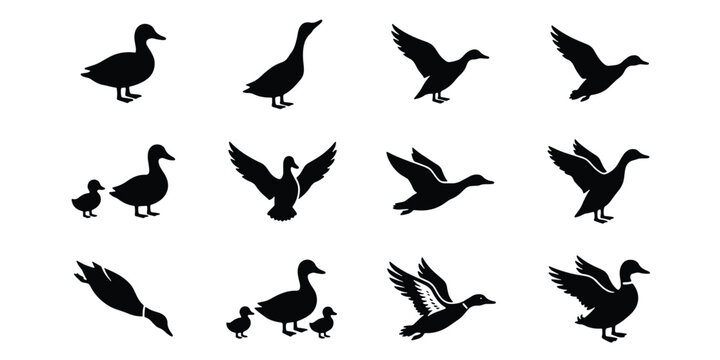 Black duck silhouettes collection, set of 12 waterfowl bird vector icons, flying mallard and swimming duckling shapes for hunting and nature design