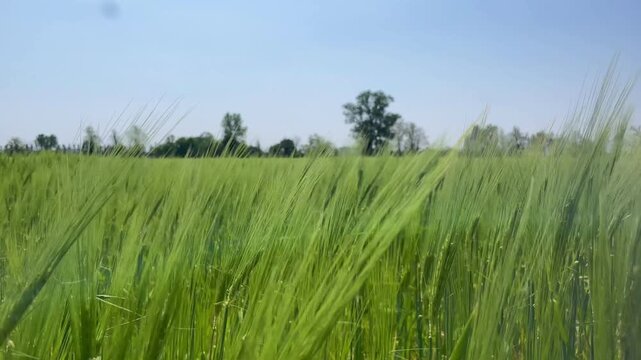 Vibrant Wheat Field under Blue Sky: The image portrays a vast expanse of lush, green wheat field swaying gently in the breeze beneath a clear, brilliant blue sky.