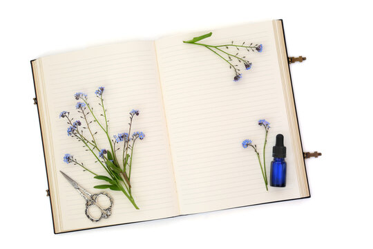 Forget me not flowers, natural herbal medicine, oil tincture bottle on cream. Treats respiratory problems, a sedative, antioxidant, anti inflammatory. Myosotis
