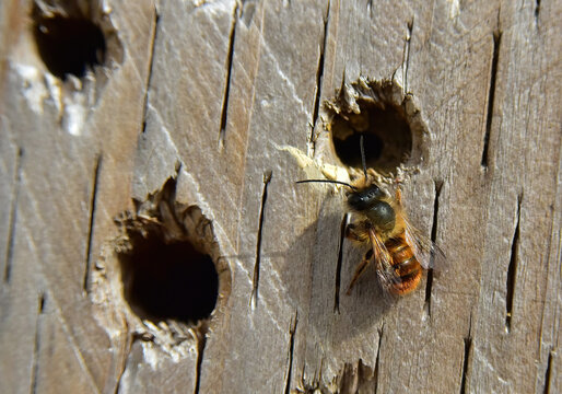 Bees moving into a bee hotel