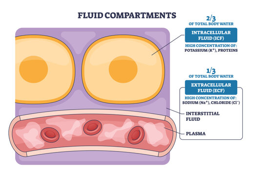 Fluid compartments outline contrasts intracellular and extracellular spaces with cells, interstitial area, and a blood vessel with plasma and RBCs, shows water and ion distribution. Outline diagram