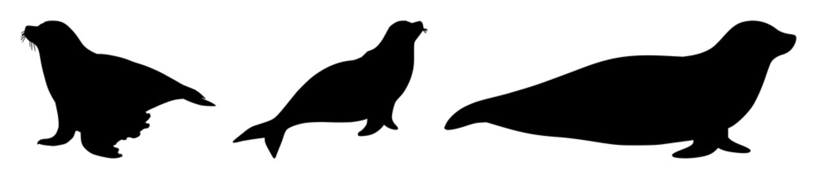 Seal animal set with simple black silhouette featuring marine mammal, aquatic creature, arctic wildlife with pinniped and earless seal