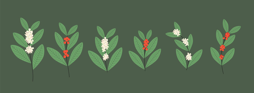 Illustration of Yerba Mate Plant with Leaves and Berries