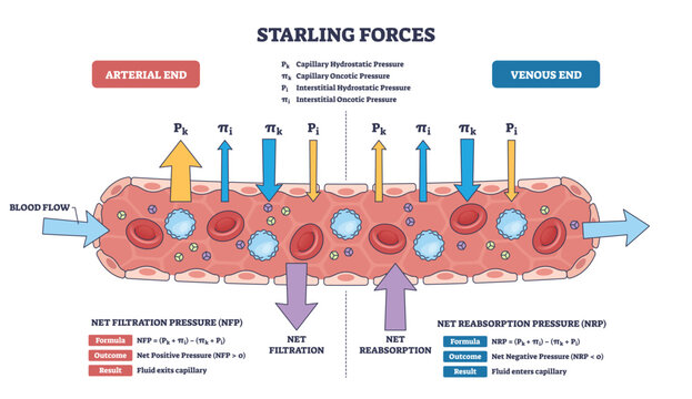 Starling forces diagram explaining capillary fluid exchange, contrasting net filtration and reabsorption, key objects, capillary, directional arrows, red blood cells. Outline diagram