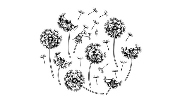 Hand drawn dandelion silhouette doodle vector set with seed head flower icons in black and white outline style
