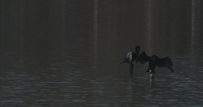 A cormorant perched on a perch in a pond at a park in Tokyo telephoto shot