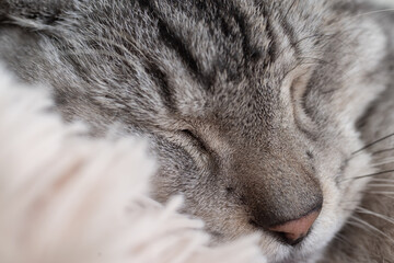 Fototapeta premium 窓辺で眠る可愛い猫 サバトラ猫 