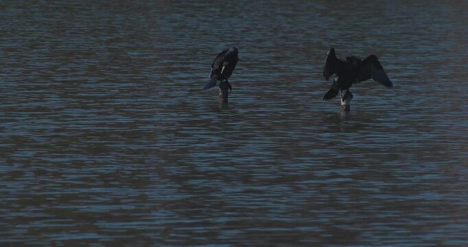 A cormorant perched on a perch in a pond at a park in Tokyo telephoto shot