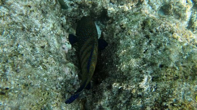 Cephalopholis argus, the peacock hind, roi, bluespotted grouper, and celestial grouper, is a species of marine ray-finned fish, a member of the subfamily Epinephelinae, 