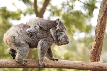Obraz premium Koala mother carrying baby joey on her back while walking on a tree branch, Australian wildlife, natural bokeh background
