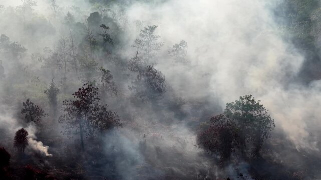 Smoke rises thick and slow from burning trees. Grey clouds drift over green forest canopy. Burning patches glow faintly through haze