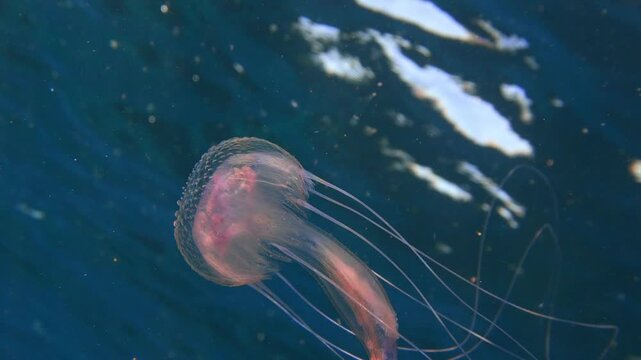 Cinematic shot of a mauve stinger jellyfish and a juvenile fish swimming in open ocean