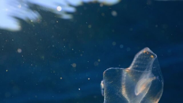 Macro of a tiny transparent shrimp-like crustacean riding a gelatinous organism in open ocean