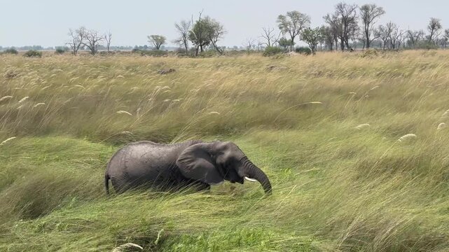 African bush elephant (Loxodonta africana) on the shores of Xakanaxa Lagoon in Moremi Game Reserve. Okavango Delta, Botswana.