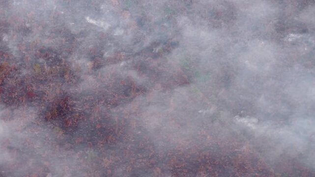 Smoke curls over burnt earth and ash. Fires linger, scorching the landscape. Nature's aftermath, muted and still.