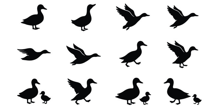 Duck silhouette vector collection, set of 12 waterfowl icons in flight and standing poses, black mallard and goose shapes for hunting and nature design